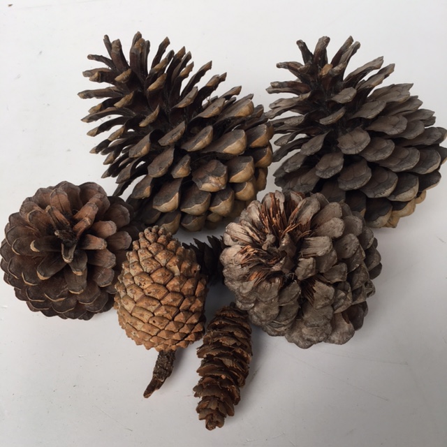 PINE CONE, Assorted